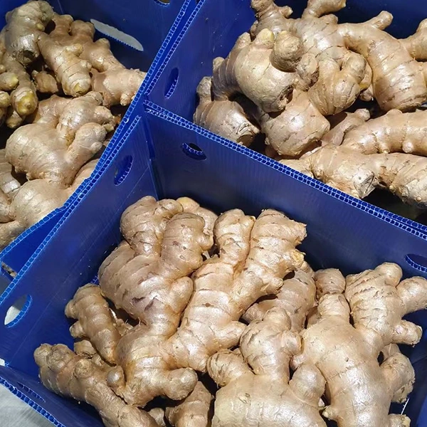 Der Markt für frischen Ingwer begrüßt Qualitätsverbesserung