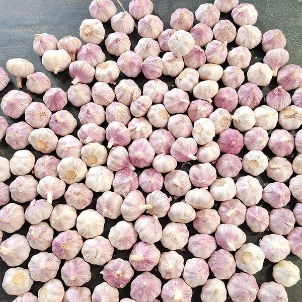 Huaang Food Processing kündigt Erweiterung der Lieferkette für frischen Knoblauch an