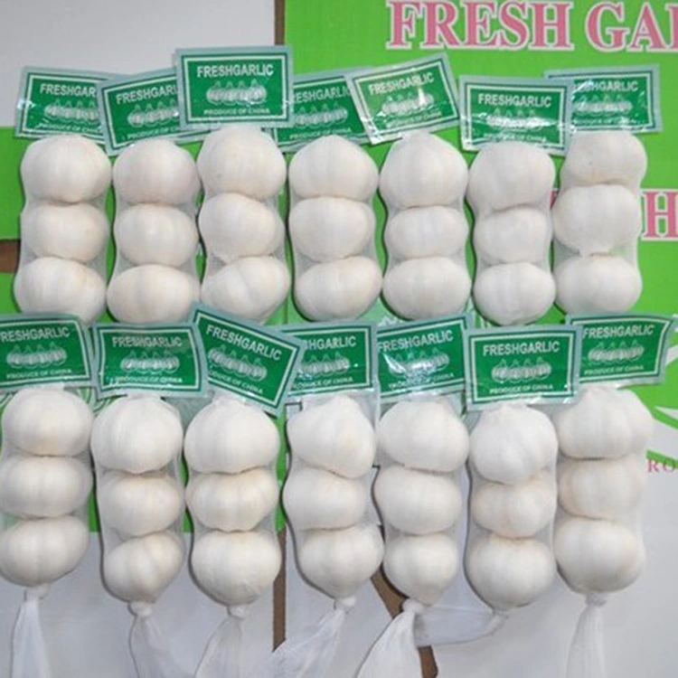 Warum ist frischer Premium-Knoblauch die erste Wahl für qualitätsbewusste Käufer?