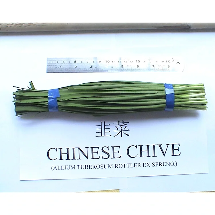 Warum wird bauernhoffrischer chinesischer Schnittlauch in der asiatischen Küche häufig verwendet?
