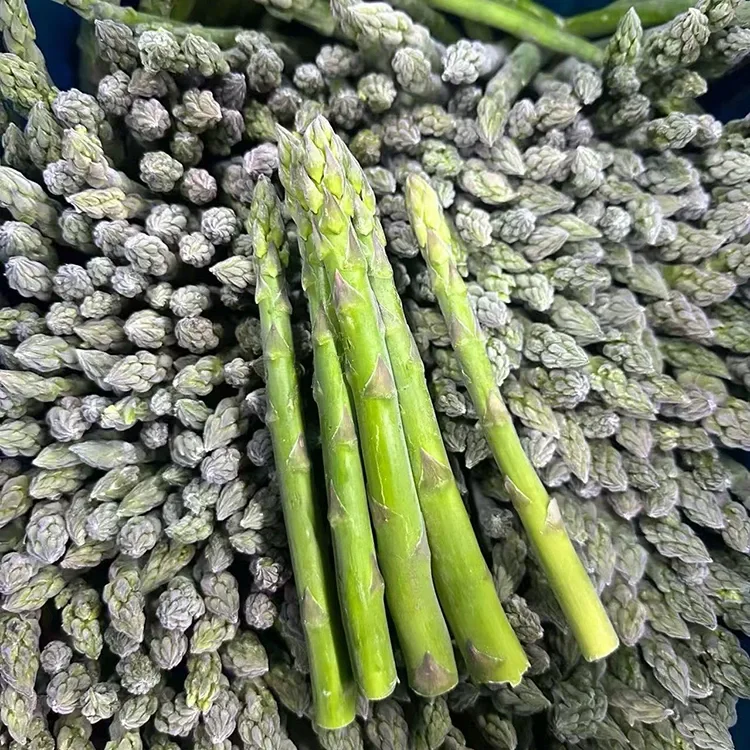 Ausgewählter gefrorener grüner Spargel für konsistenten Foodservice und Zutatenversorgung