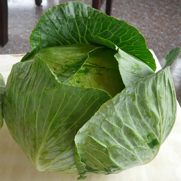 Knackig frischer Kohl