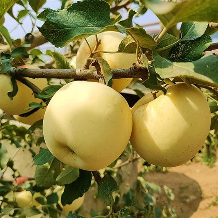 Frische Golden Delicious-Äpfel