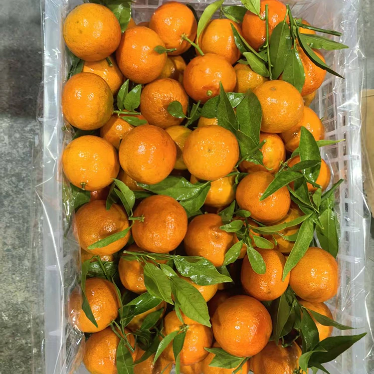 Frische Mashui-Mandarine