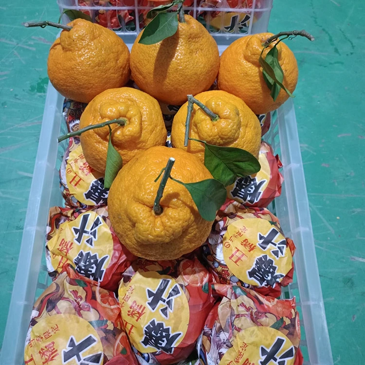 Frische Shiranui-Mandarine