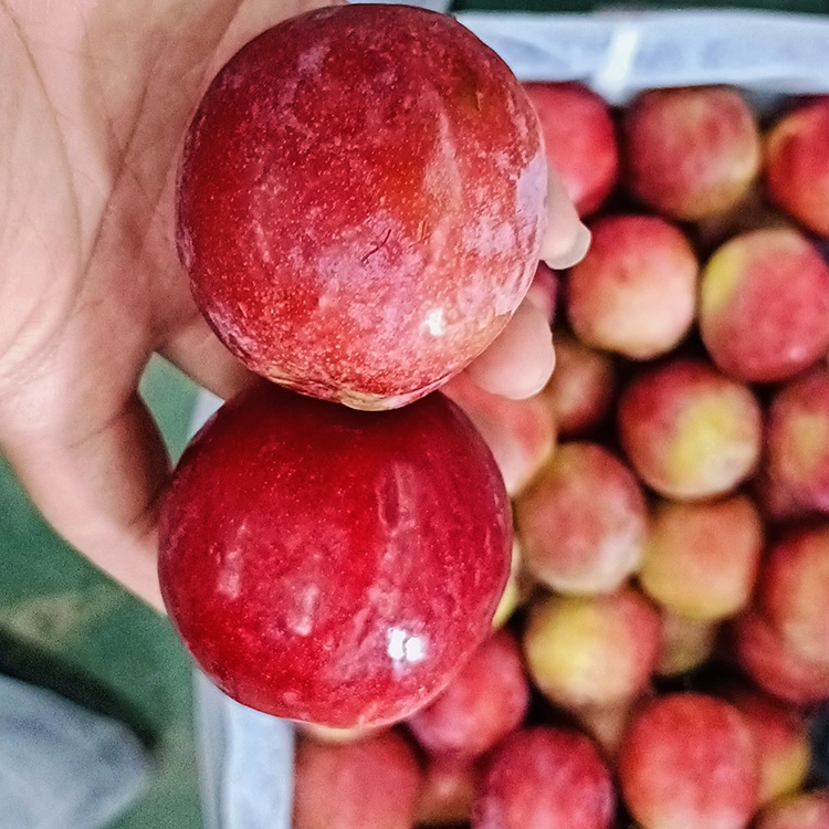 Frische süße rote Meiyi-Pflaume