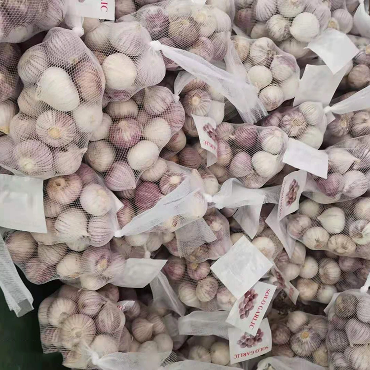 Hochwertiger Knoblauch mit einer einzelnen Knoblauchzehe