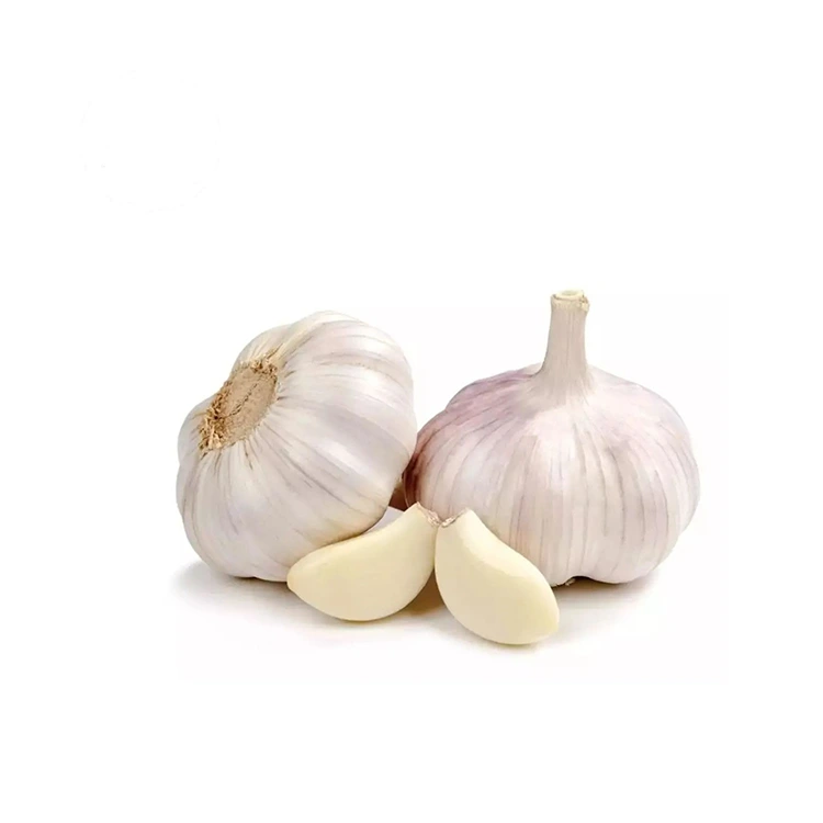 Premium fester und praller normaler weißer Knoblauch