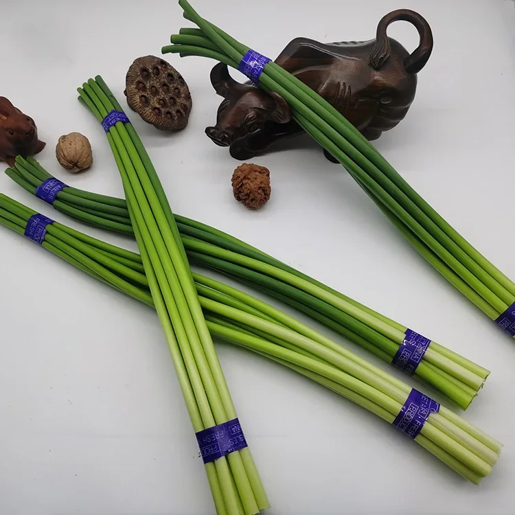 Premium frische Knoblauch-Scapes