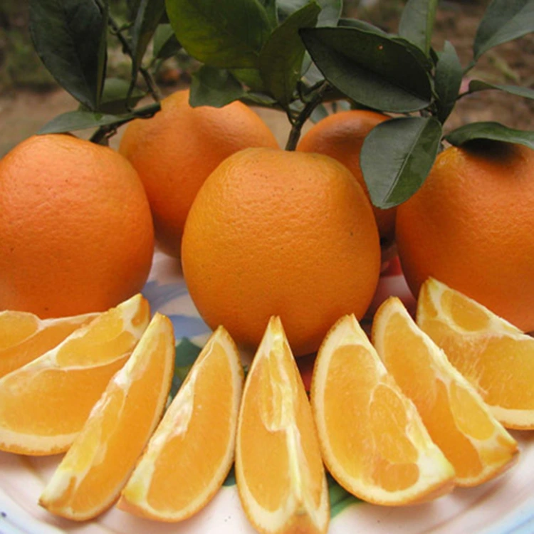 Hochwertige frische, saftige, süße Navel-Orangen