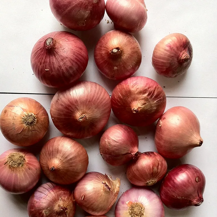 Hochwertige frische rote Zwiebeln