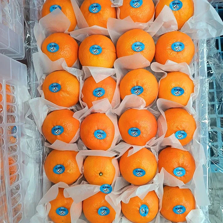 Hochwertige frische süße Wogan-Mandarinen