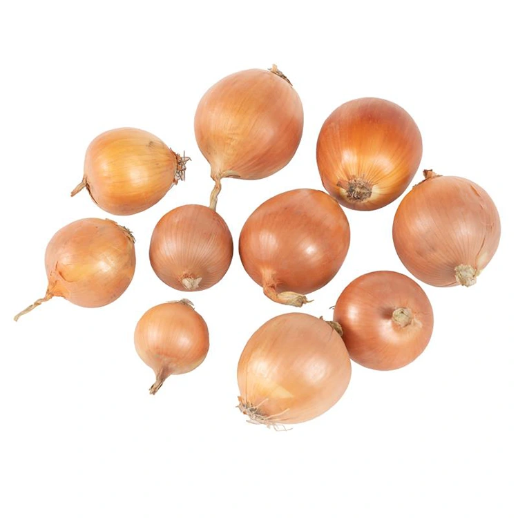 Hochwertige frische gelbe Zwiebeln